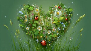 心形花草间的瓢虫浪漫图景