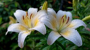 带露白百合绽放