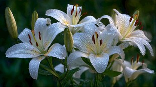 带露白百合 清新雅致