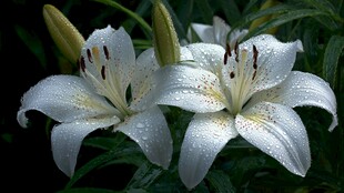 带露白百合绽放之美