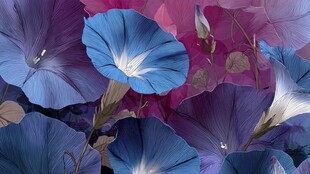 梦幻蓝紫牵牛花绽放