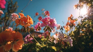 阳光下绽放的多彩花卉