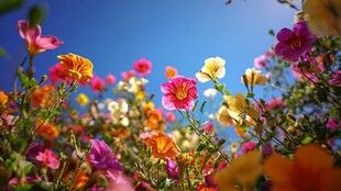 绚丽花海映蓝天