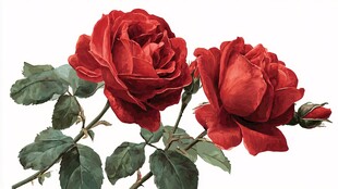 两朵娇艳红玫瑰