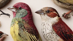 多彩鸟类标本特写展示