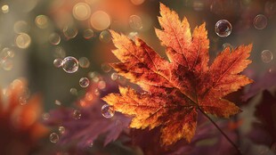秋意枫叶与梦幻泡泡