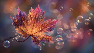 梦幻秋叶与斑斓泡泡