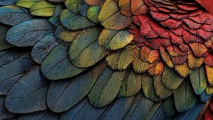 绚丽多彩的鸟类羽毛细节