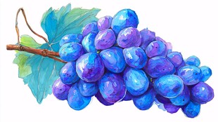 水彩绘紫色葡萄与绿叶