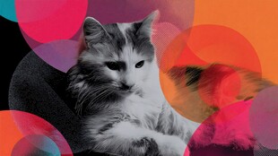 多彩背景下的慵懒猫咪