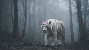 雾中白虎漫步神秘森林