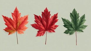 三色枫叶展示自然之美