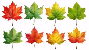 多彩枫叶展示秋季之美