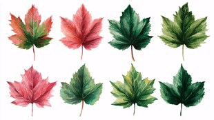 水彩枫叶插画 色彩丰富多样