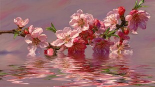 枝头桃花映水的唯美景致