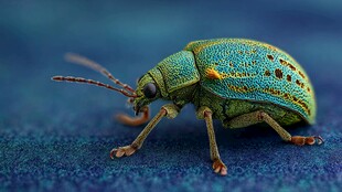 翠绿甲虫特写