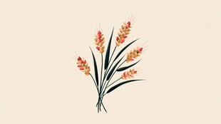 手绘麦穗插画