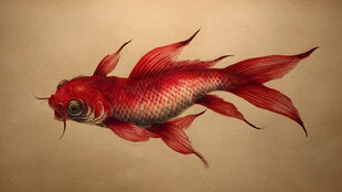 红色飘逸长尾金鱼插画