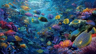 梦幻海底世界 多彩海洋生物