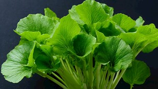 鲜嫩青菜生机勃勃