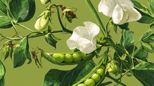 白豌豆花与青豆荚特写