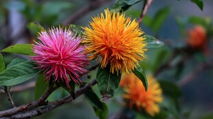 艳丽刺球花绽放枝头