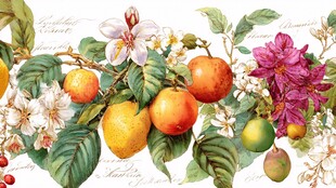 水果花卉装饰画精美图案