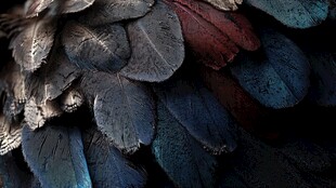 绚丽多彩的鸟类羽毛细节