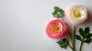 两朵娇艳花毛茛静置于白背景