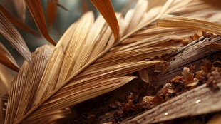 干枯棕榈叶特写