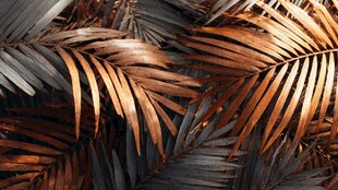 棕黑交织的热带棕榈叶纹理