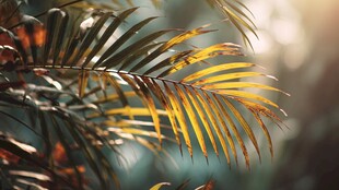 阳光下的金黄棕榈叶