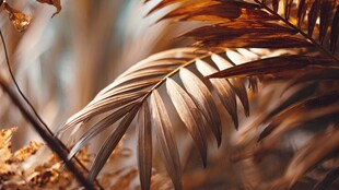 秋意棕榈叶 光影之美