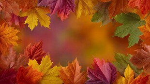 秋日多彩枫叶边框背景图