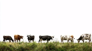 草原上的牛群悠然吃草