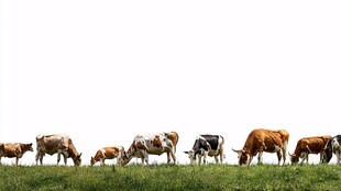 草原上的牛群悠然吃草