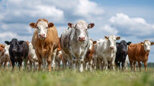 草原上漫步的多彩牛群