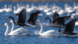 天鹅湖中的黑白精灵共舞