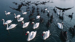 湖面上的白黑天鹅与飞鸟