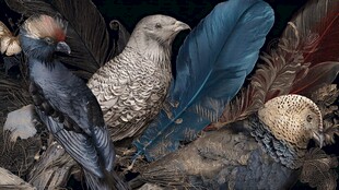 珍奇鸟类与绚丽羽毛展示