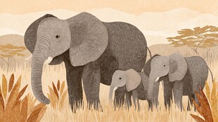 草原上的大象一家