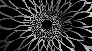 黑白花朵抽象艺术图案