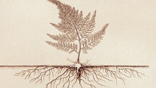 蕨类植物根系与茎叶展示