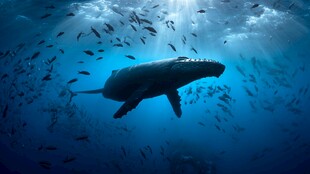 深海中遨游的鲸鱼与鱼群