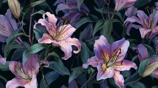 紫色百合花绽放的美丽