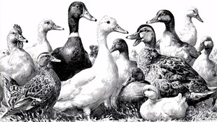 一群鸭子聚集在草地上