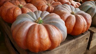 木筐里的多彩大南瓜