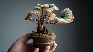 创意手捧多肉盆栽小景观