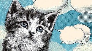 仰望天空的可爱小猫咪