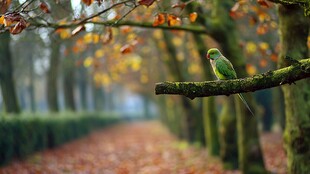 秋日枝头的绿鹦鹉